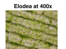 Load image into Gallery viewer, Slide Of Elodea
