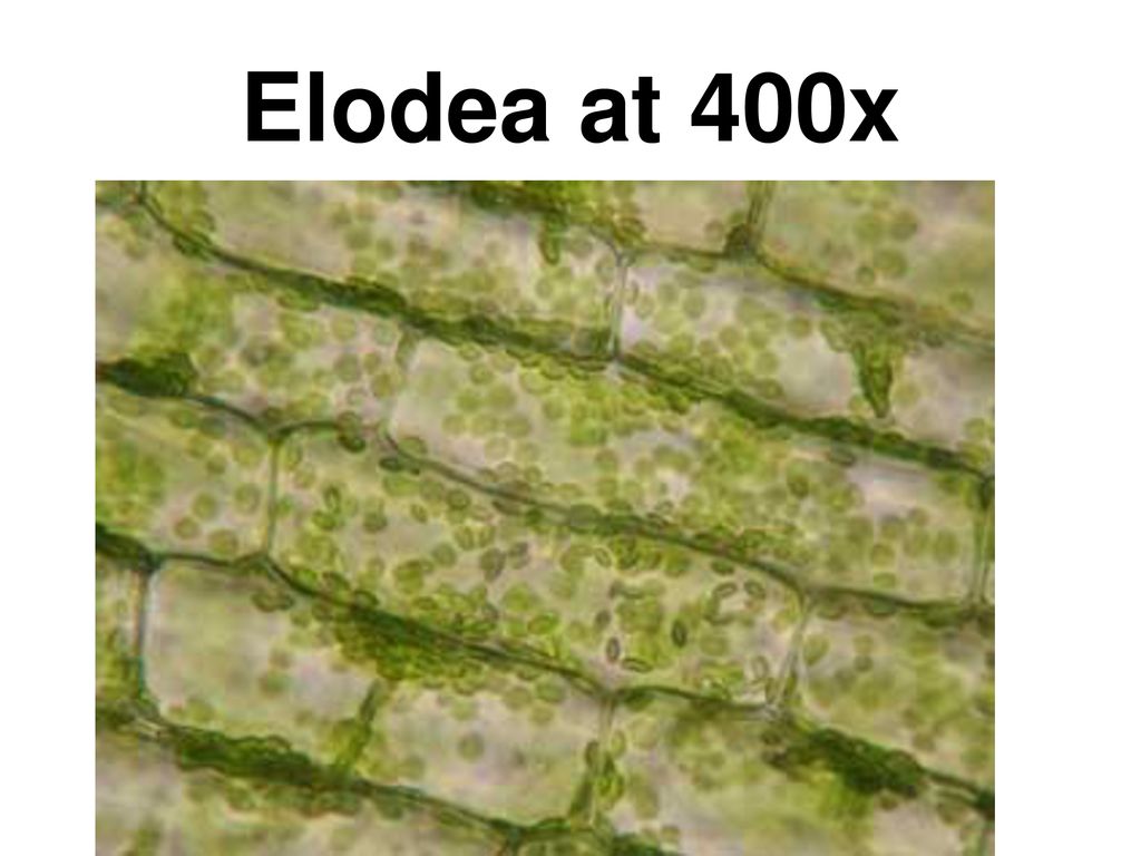 Slide Of Elodea