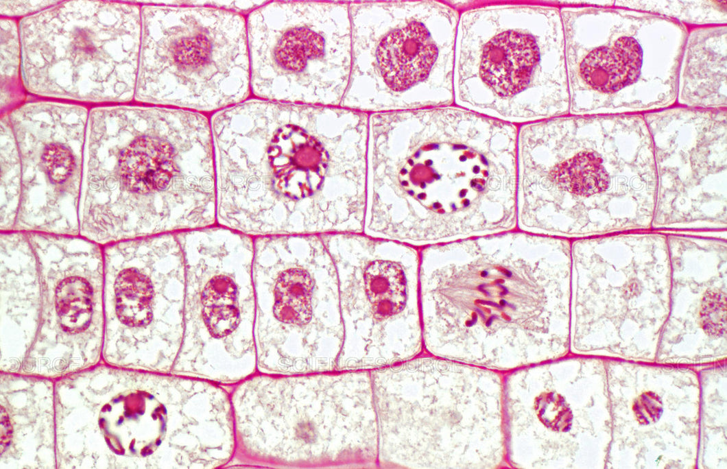 Slide Of Apex Of Onion Root