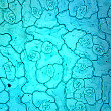 Load image into Gallery viewer, Slide Of Epidermal Leaf
