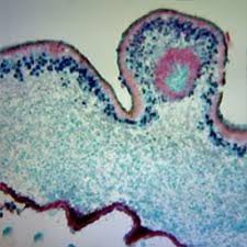 Slide Of Lichen