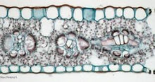 Load image into Gallery viewer, Slide Of Monocot Leaf
