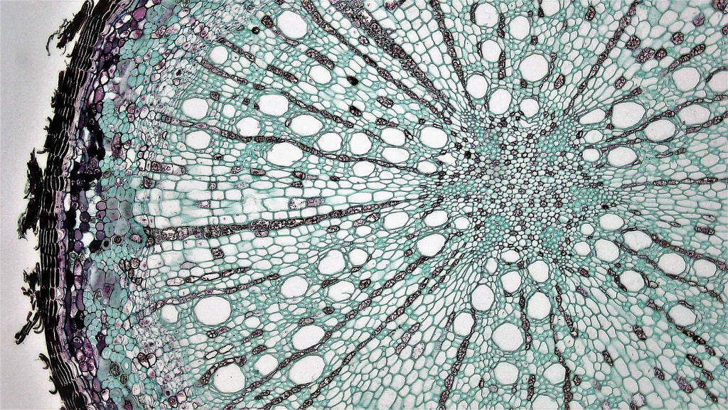 Slide Of Bean Root