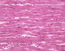 Load image into Gallery viewer, Slide Of Cardiac Muscle
