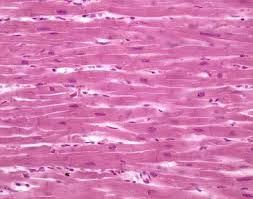 Slide Of Cardiac Muscle