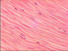 Load image into Gallery viewer, Slide Of Smooth Muscle
