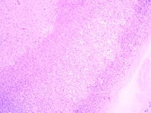 Load image into Gallery viewer, Slide Of Adrenal Gland
