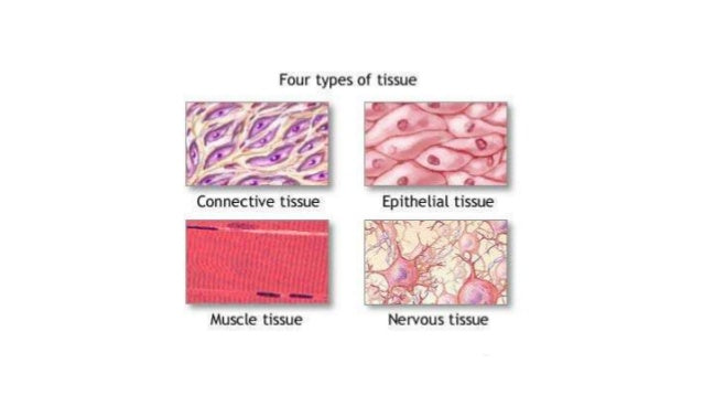 Slide Of Different Tissue