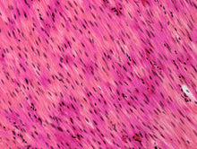Load image into Gallery viewer, Slide Of Unstriated Muscle
