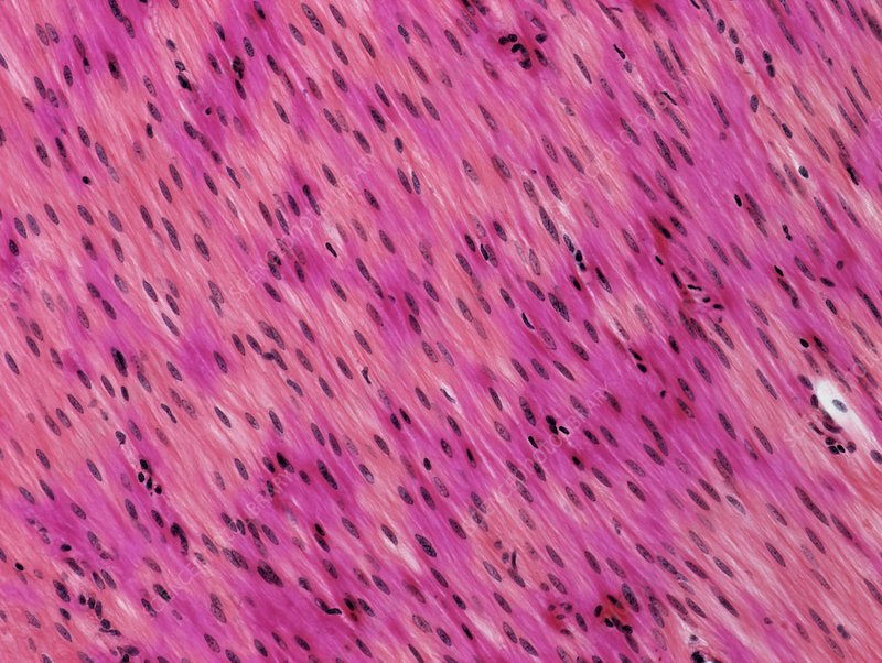 Slide Of Unstriated Muscle