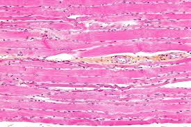 Slide Of Striated Muscle
