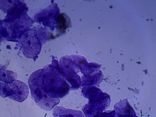 Load image into Gallery viewer, Slide Of Mouth Epithelium
