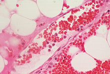 Load image into Gallery viewer, Slide Of Red Blood Cell

