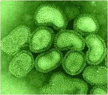 Load image into Gallery viewer, Slide Of Influenza Virus

