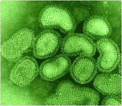 Slide Of Influenza Virus