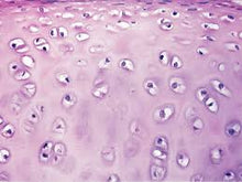 Load image into Gallery viewer, Slide Of Hyaline Cartilage
