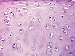 Slide Of Hyaline Cartilage