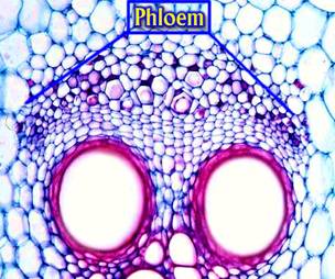 Slide Of Phloem