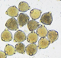 Load image into Gallery viewer, Slide Of Pollen Grain
