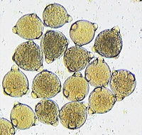 Slide Of Pollen Grain