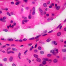Load image into Gallery viewer, Slide Of Squamous Epithelium
