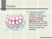Load image into Gallery viewer, Slide Of Xylem

