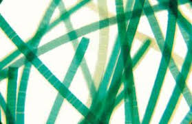 Slide Of Oscillatoria