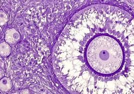 Slide Of Human Ova