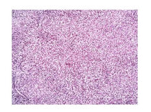 Load image into Gallery viewer, Slide Of Human Healthy Liver Cells
