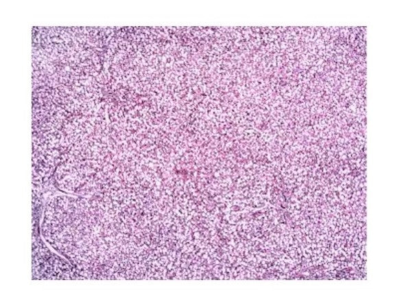 Slide Of Human Healthy Liver Cells