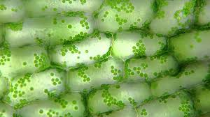 Slide Of Chloroplast