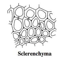 Load image into Gallery viewer, Slide Of Sclerenchyma Tissue
