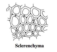 Slide Of Sclerenchyma Tissue
