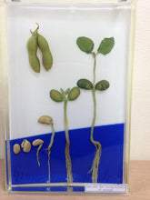Load image into Gallery viewer, Dicot Root Germination (Soyabean)
