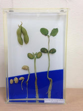 Load image into Gallery viewer, Dicot Root Germination (Soyabean)
