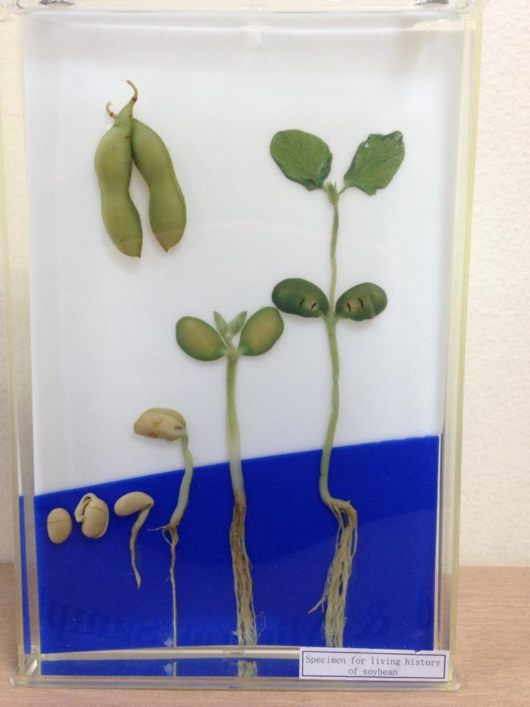Dicot Root Germination (Soyabean)