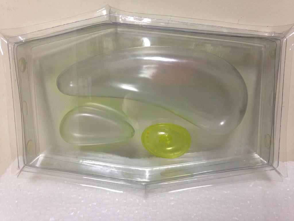 Plant Cell Model (Clear)