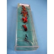 Load image into Gallery viewer, Comparative Heart Of 5 Kind Of Vertebrates

