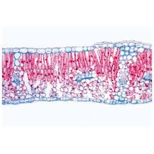 Slide Of Syringa T.S